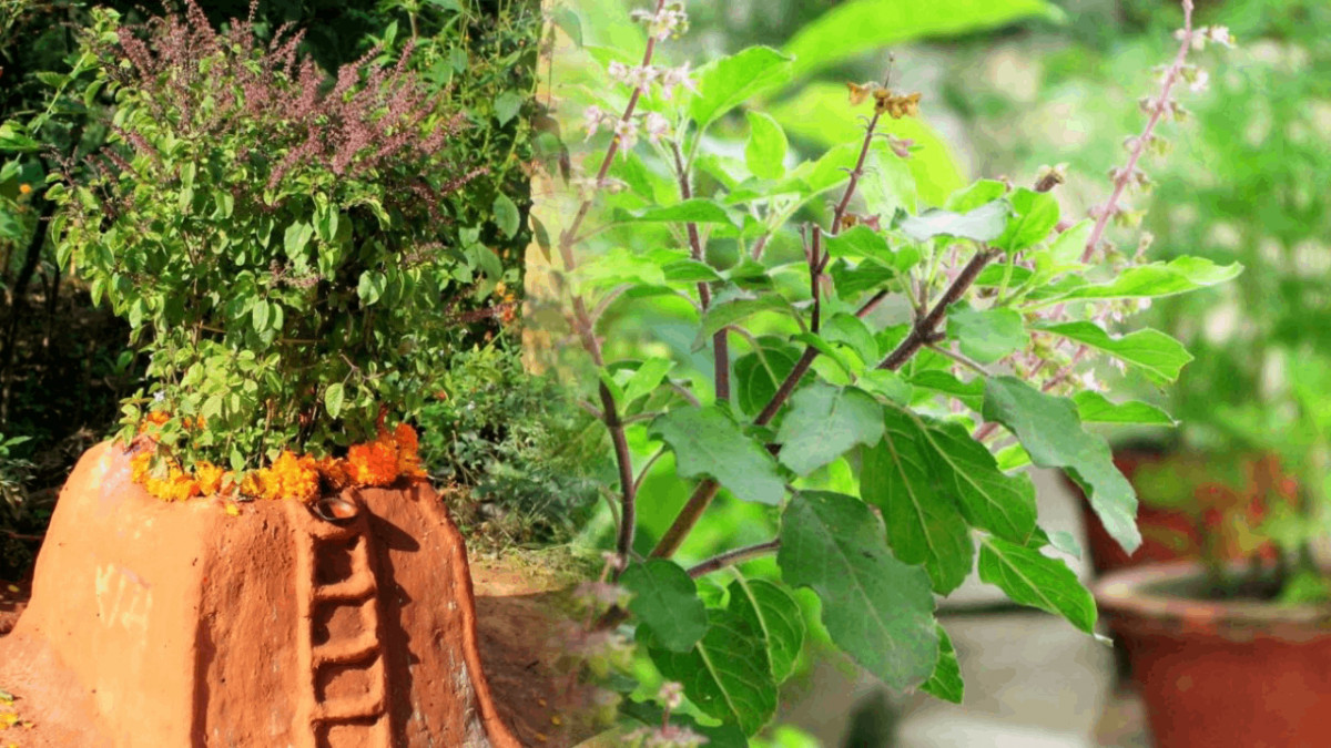 ज्येष्ठ शुक्ल एकादशीः घरका मठमा तुलसीको दल राखिँदै
