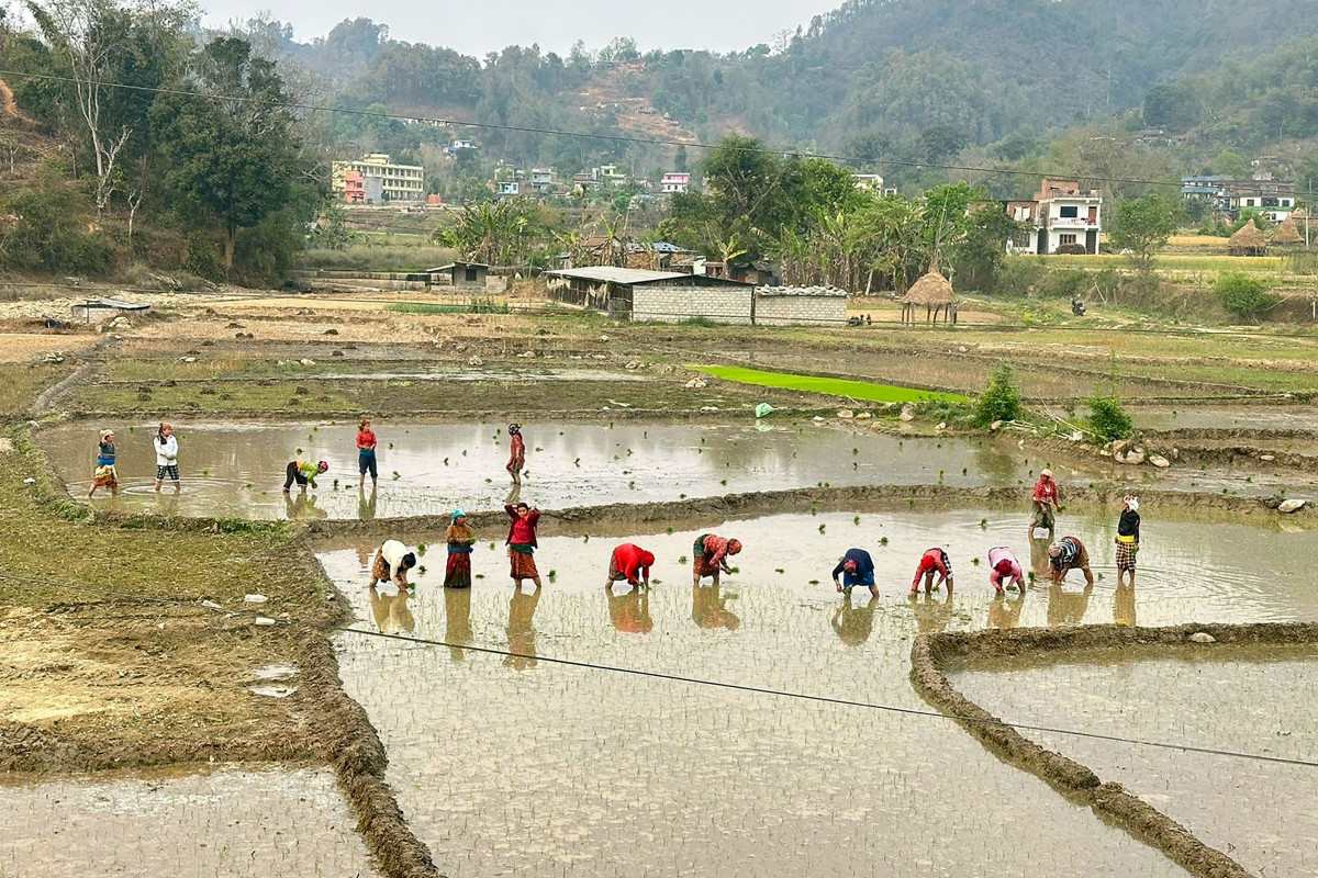 आज धान दिवस：खेतमा काम गरी दही चिउरा खाएर मनाइँदै