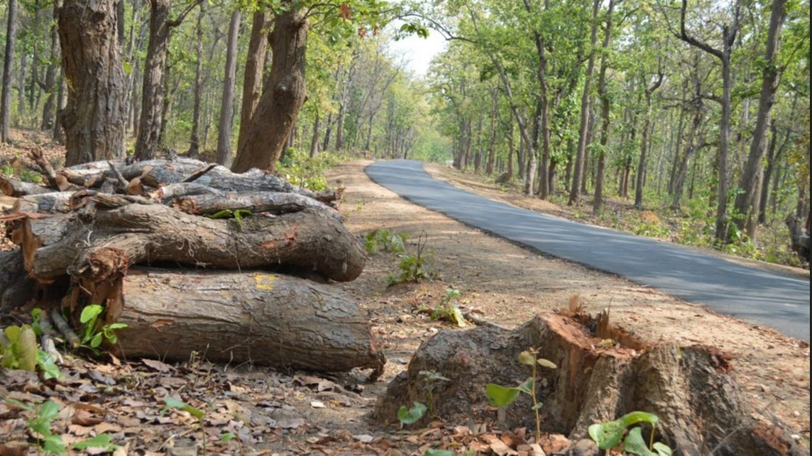 मदन भण्डारी राजमार्गभित्र परेका रूख कटान तीव्र