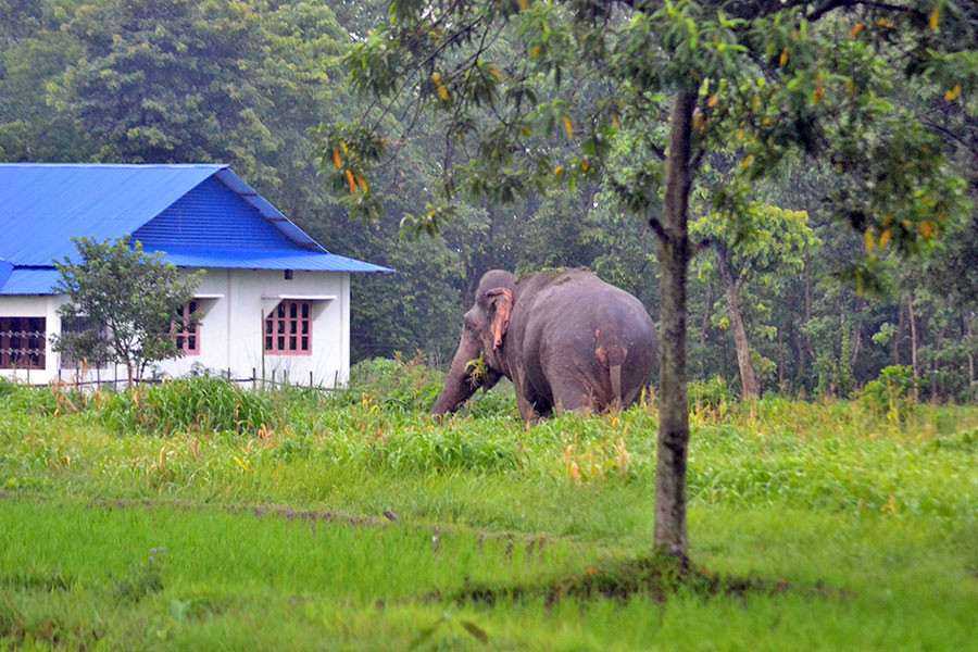 हात्तीद्वारा तीन घरमा क्षति