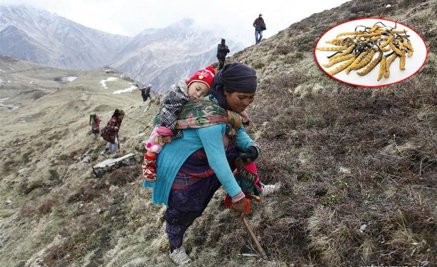 यार्सागुम्बा संकलक दुई समूहबीच झडप, सशस्त्रले गर्‍यो हवाई फायर