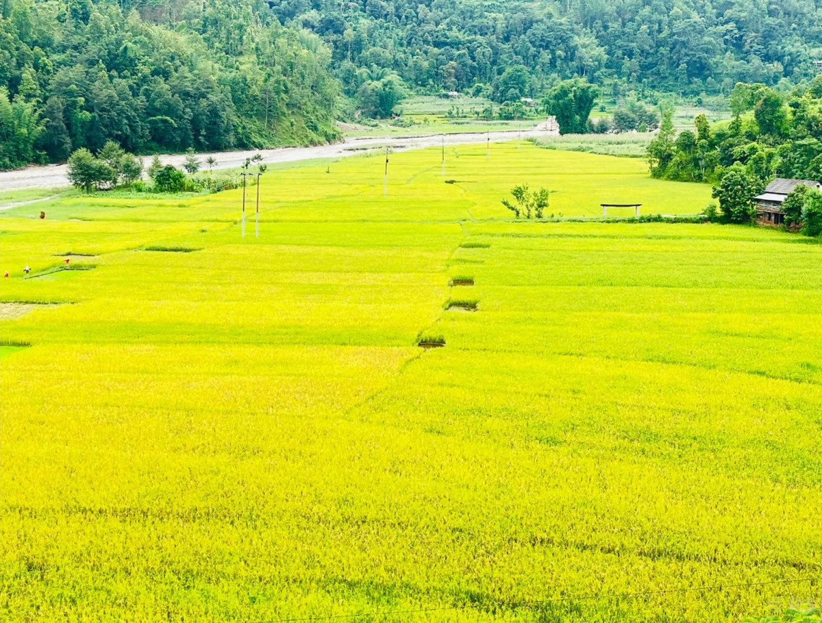 झापामा प्रभावकारी बन्दै ‘कृषि जोन’ कार्यक्रम