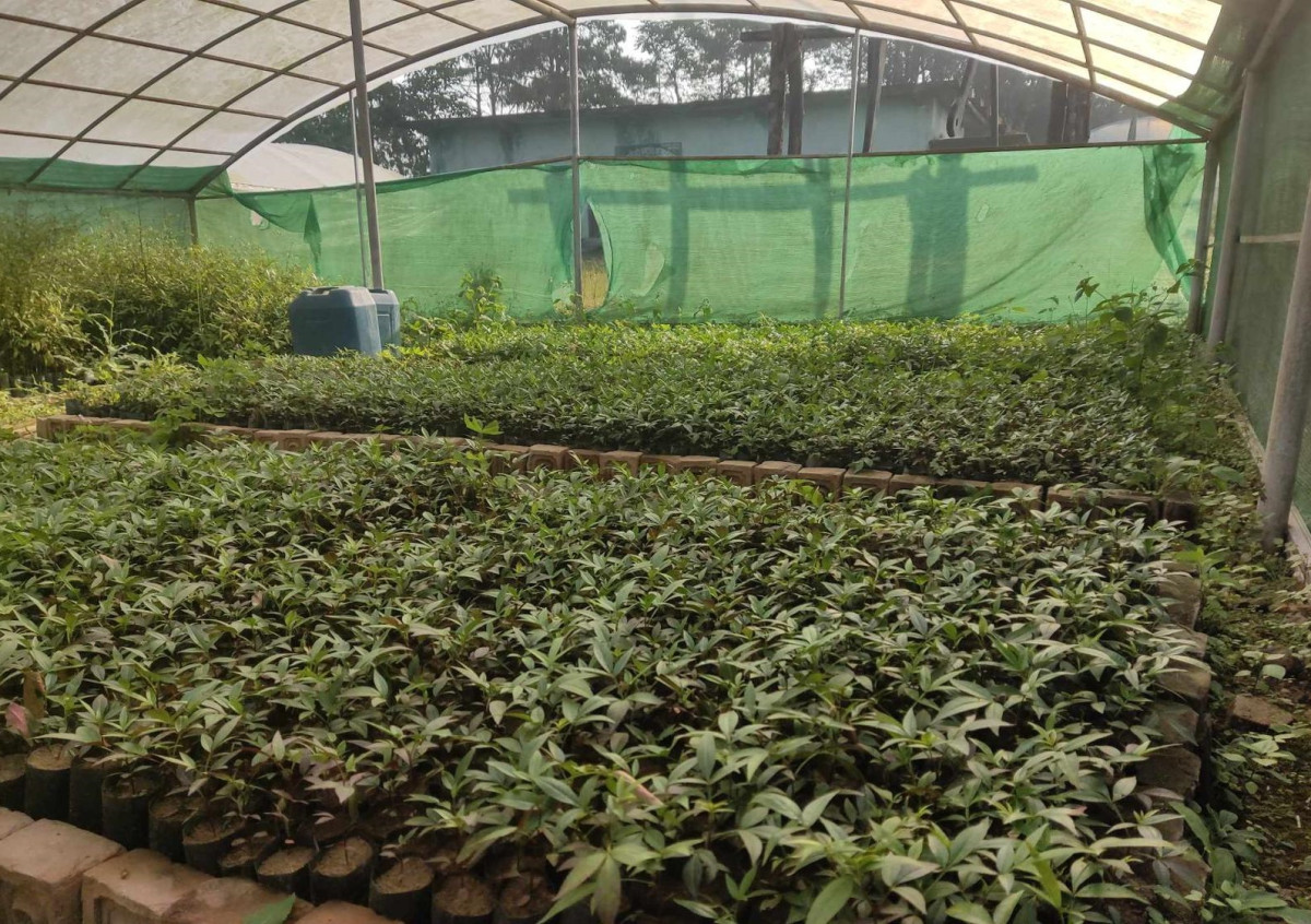 डिभिजन वनद्वारा साढे नौ लाख बिरुवा वितरण गरिँदै