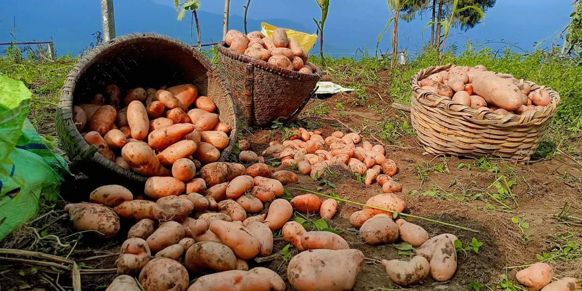 आलु बिक्री गर्न कोसेली घर