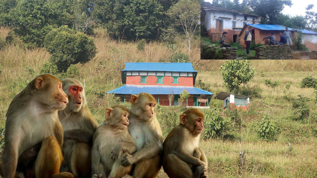 बाँदरको आक्रमणबाट एक जनाको मृत्यु