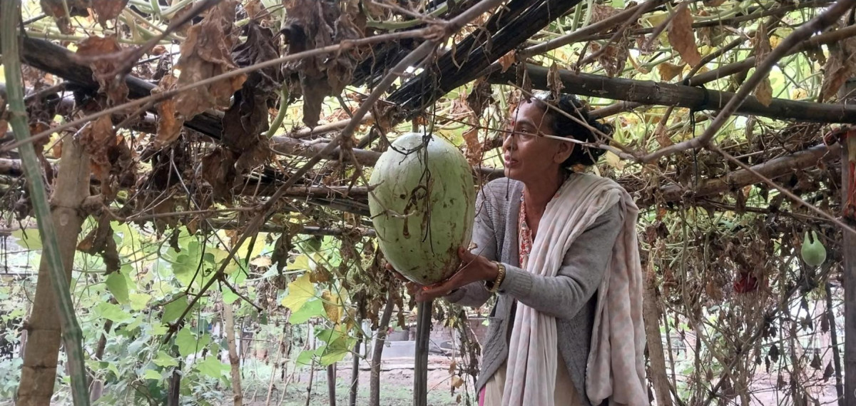 लौका बेचर मासिक ४० हजार आम्दानी, एउटै लौकाको सात हजार