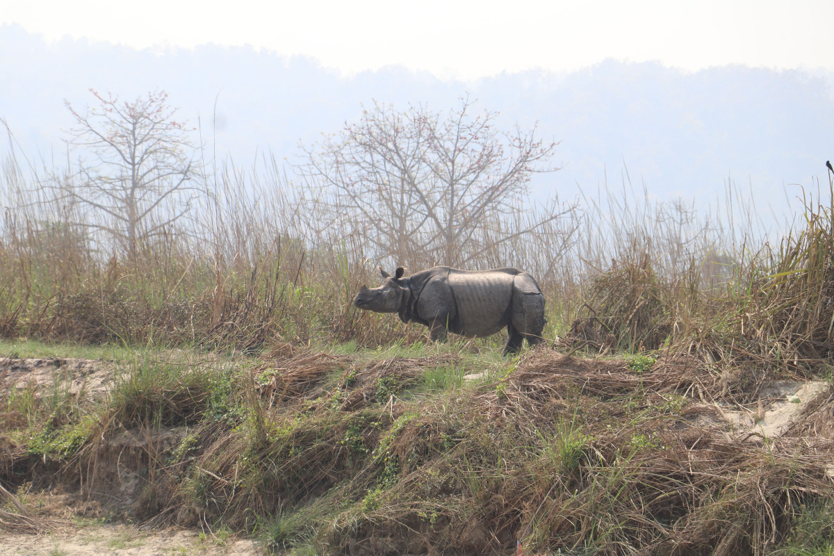 एक सिङ्गे गैँडा