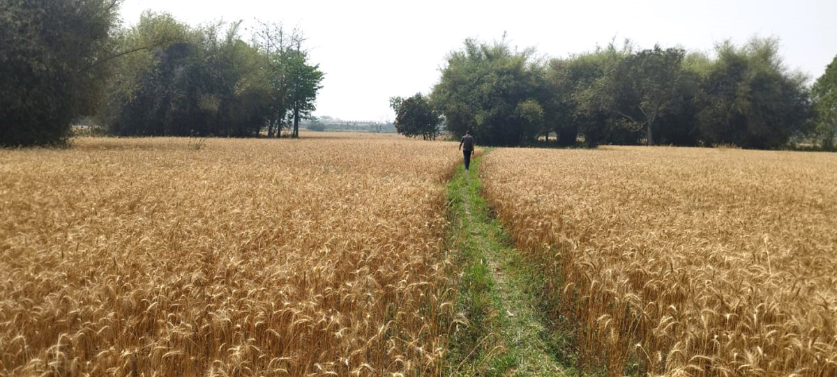 पाकेको गहुँ बाली