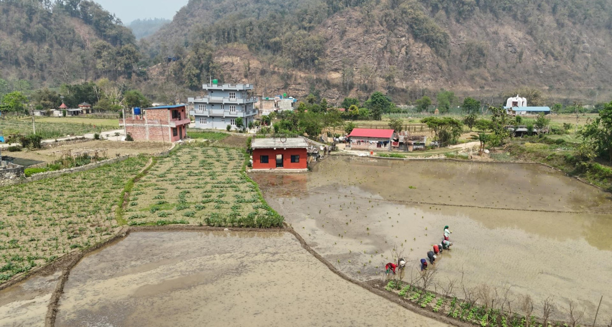 चैते धानखेतीमा किसानलाई आकर्षित गर्न अनुदान