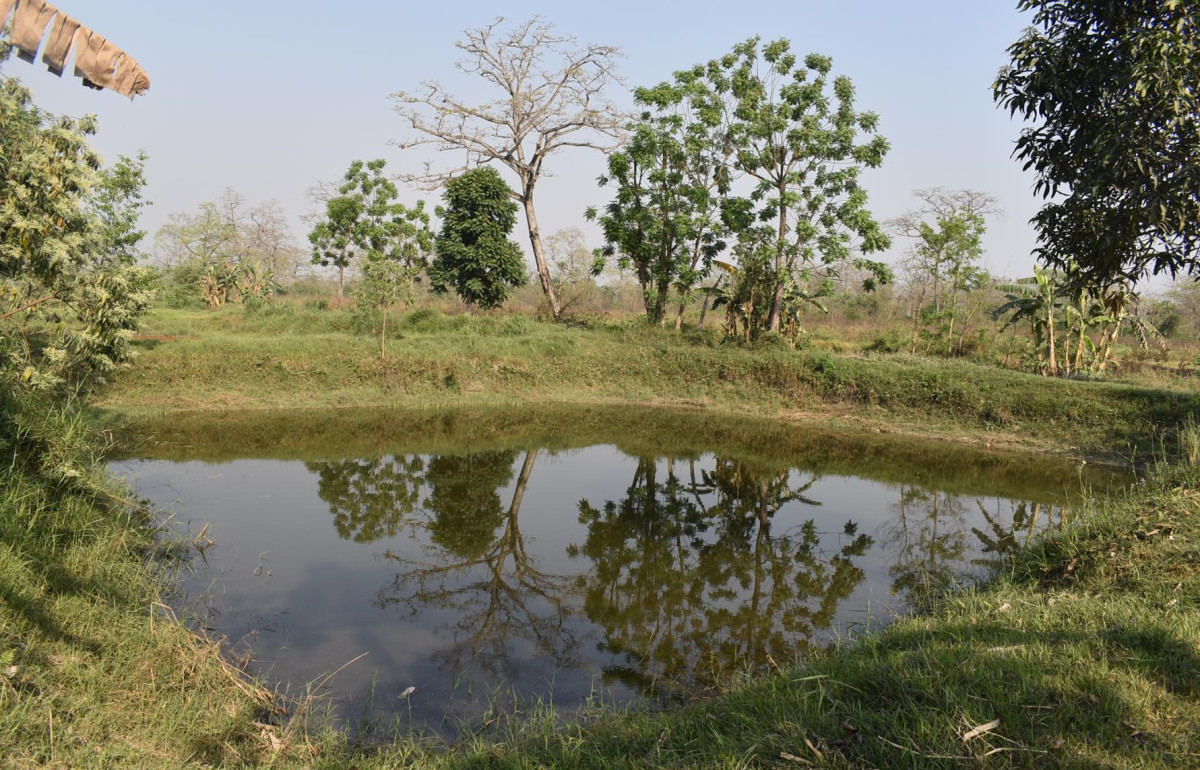 वन्यजन्तुले खेती भित्र्याउनै नदिएपछि माछापालन