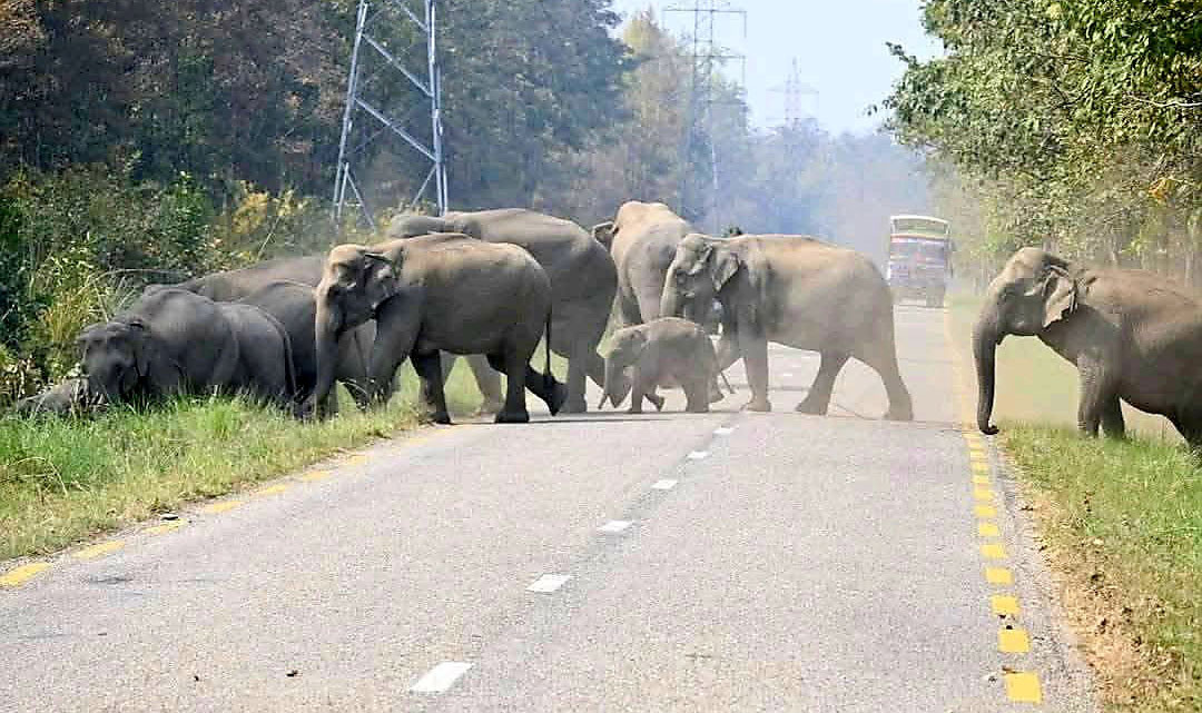 ‘एमगज’ नामक हात्तीले दुःख दिएको गुनासो