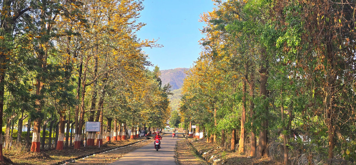 ढकमक्क फुल्यो काँया सल्ला