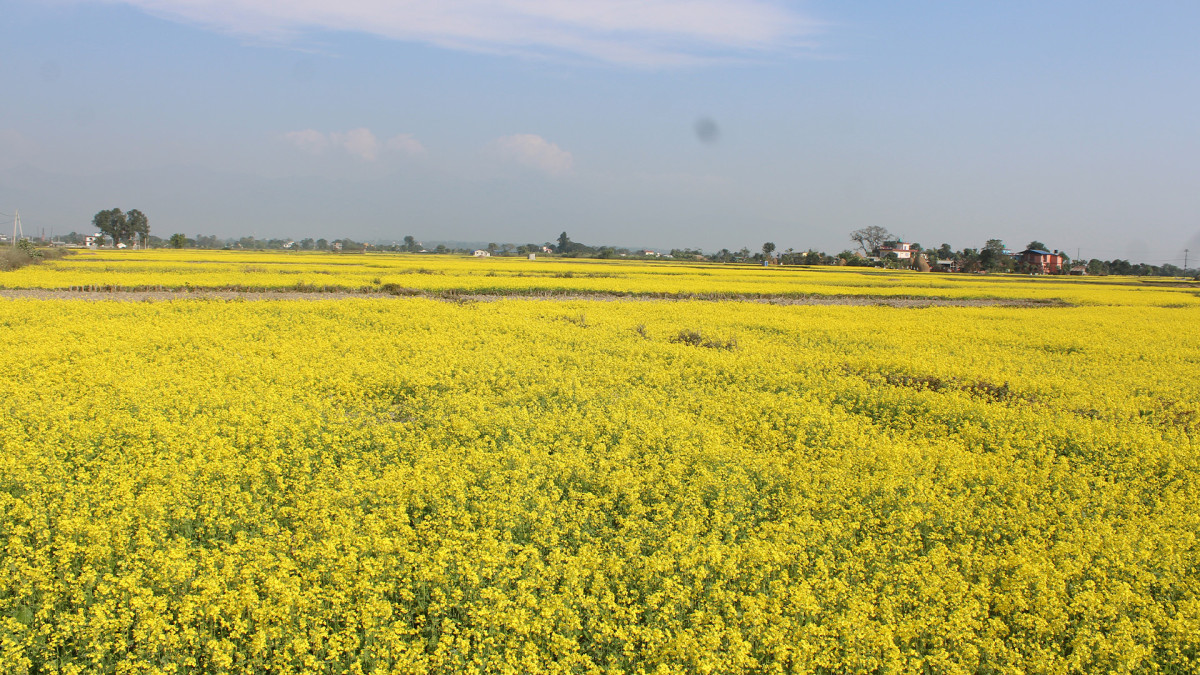 नवलपरासीमा ३ हजार ३४ मेट्रिक टन तोरी उत्पादन