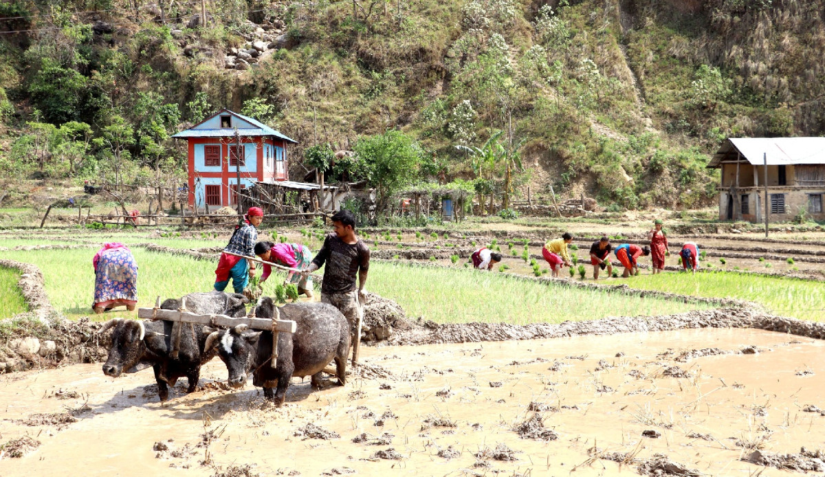 चैते धान रोप्दै किसान