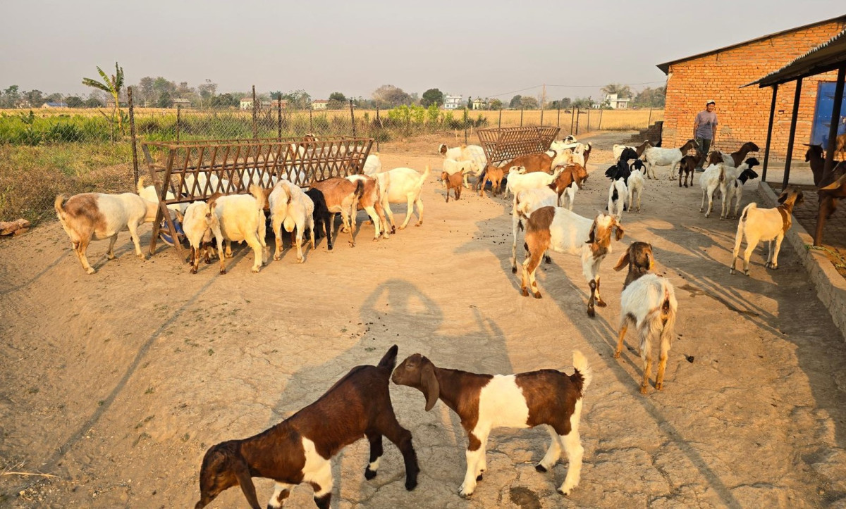 विदेशबाट फर्केर बाख्रापालन, वर्षमै १० लाख कमाइ