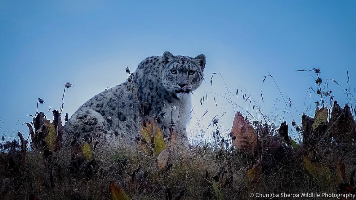 Nepal Home to 10% of the World’s Snow Leopards