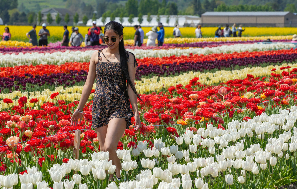 Tulip Festival in Full Bloom in Abbotsford, Canada