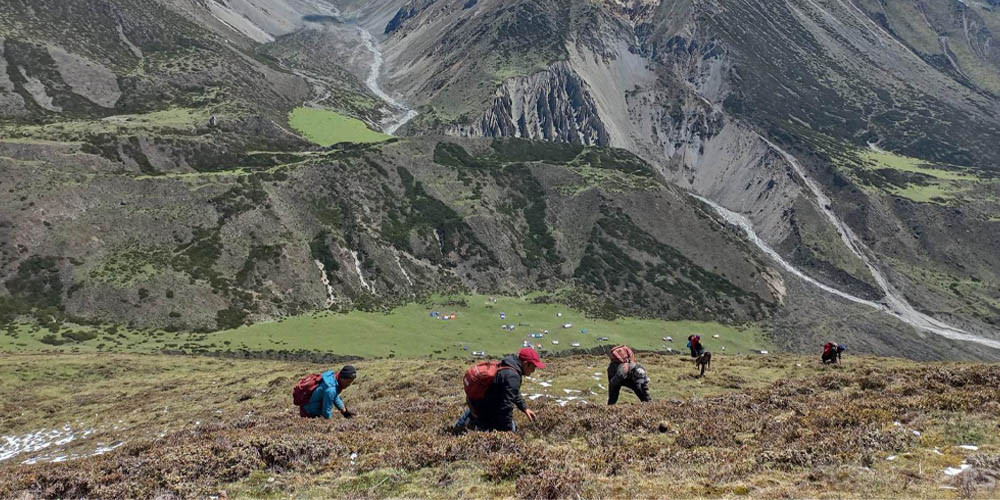 Chhekampar Residents Head to Highlands for Yarsagumba Harvest