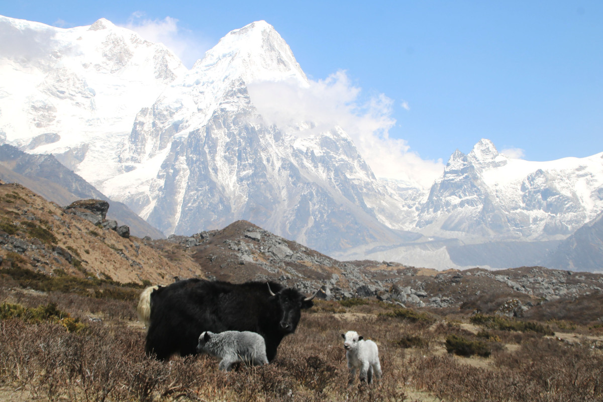 कञ्चनजङ्घा हिमाल र चर्दै गरेका चौँरी गाई