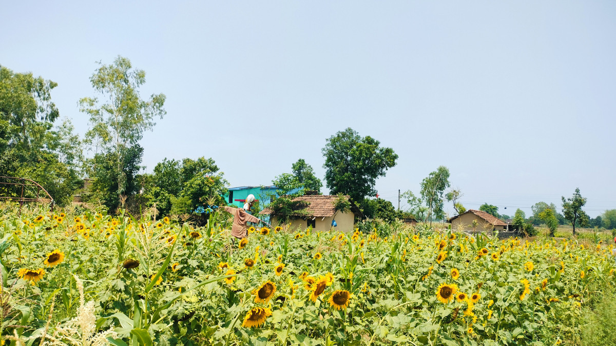 सूर्यमुखीखेती