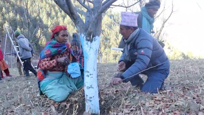 स्याउमा रोग लाग्दा किसान चिन्तित (फोटोफिचर)
