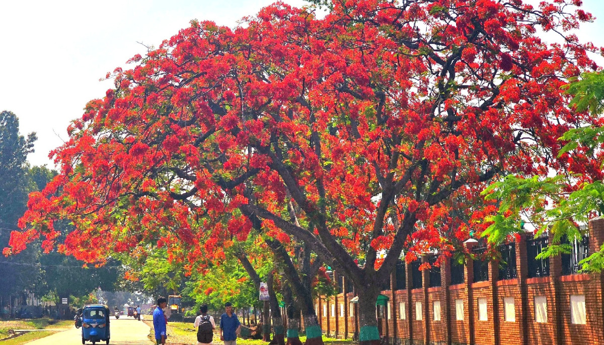 ढकमक्क फुलेको गुलमोहर