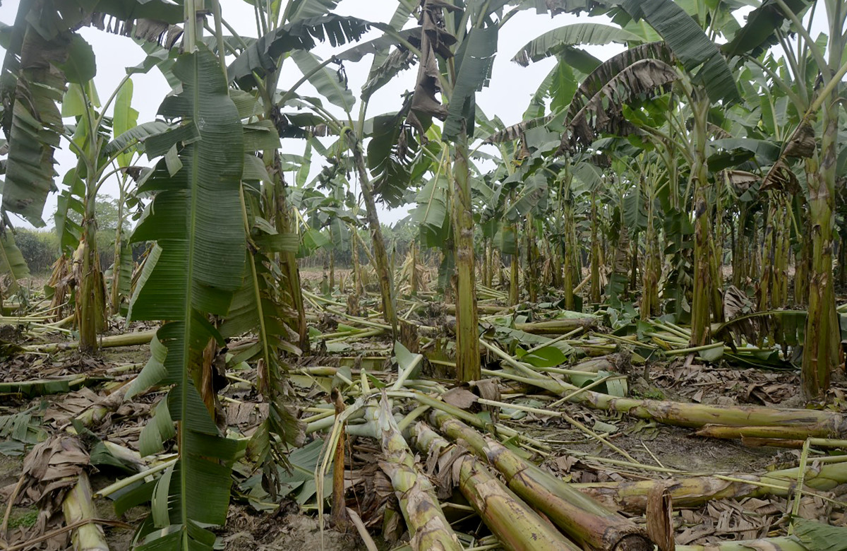 हावाहुरीले केरा खेतीमा ५१ लाखको क्षति