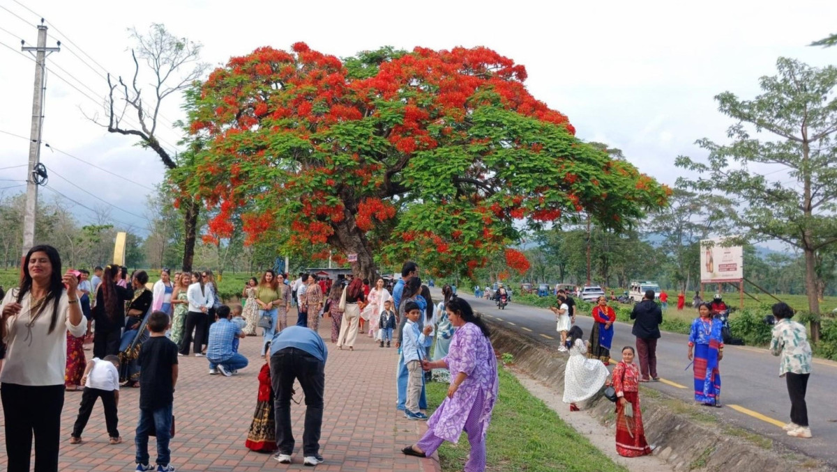 ढकमक्क फुलेका गुलमोहरले पर्यटकलाई लोभ्यायो