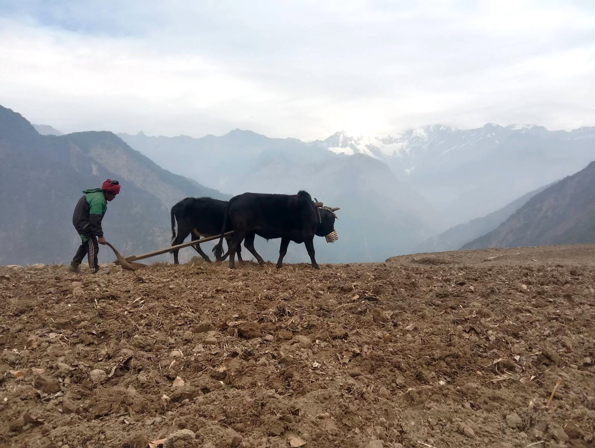 खेतबारी जोत्दै किसान