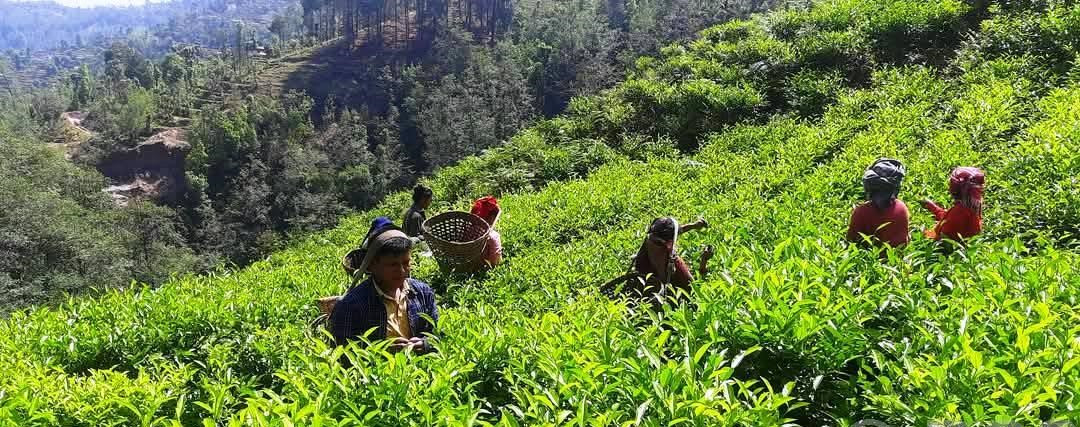 रेशमा चियाको व्यावसायिक उत्पादन