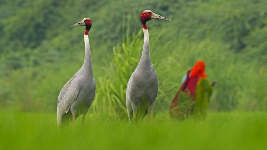 Sarus Crane Population Faces Alarming Decline in Kanchanpur and Kailali