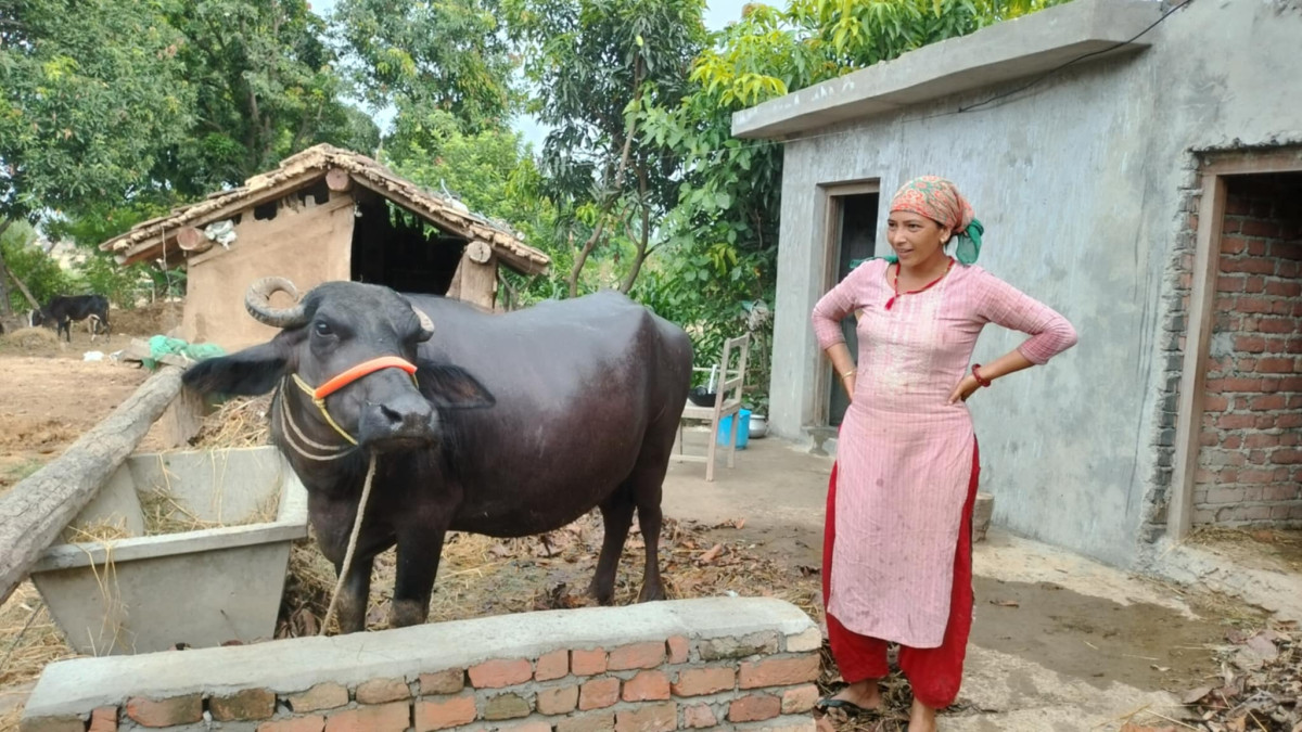 गोठ सुधार गरेपछि पशुचौपायामा सङ्क्रामक रोग घट्दै