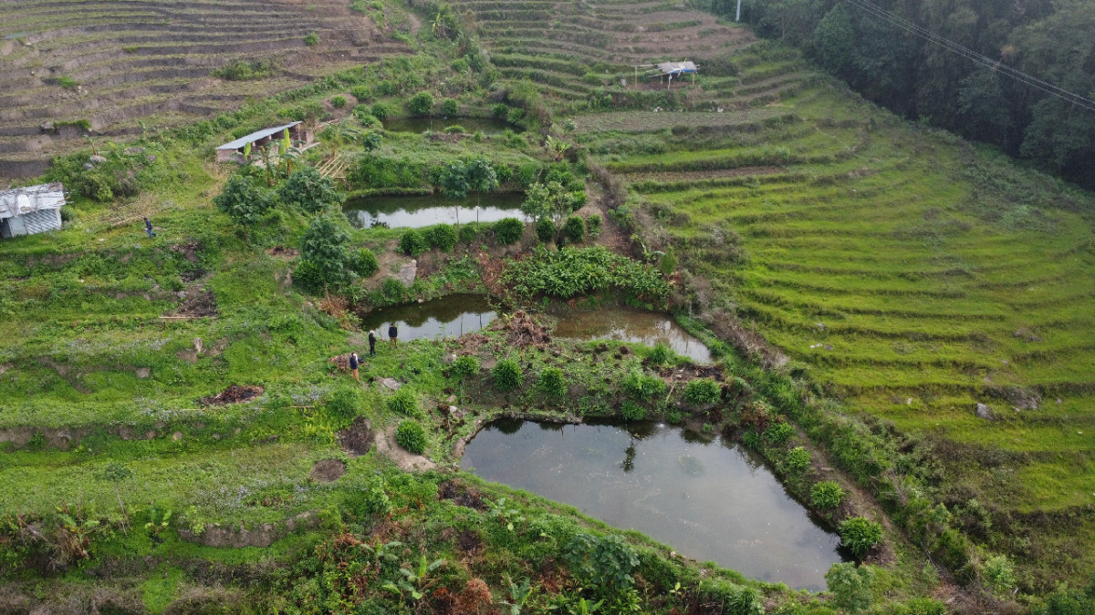 विदेशबाट फर्केर माछापालनमा रमाएका भोजपुरका कमल, भन्छन्- विदेशभन्दा  राम्रो आम्दानी हुन्छ