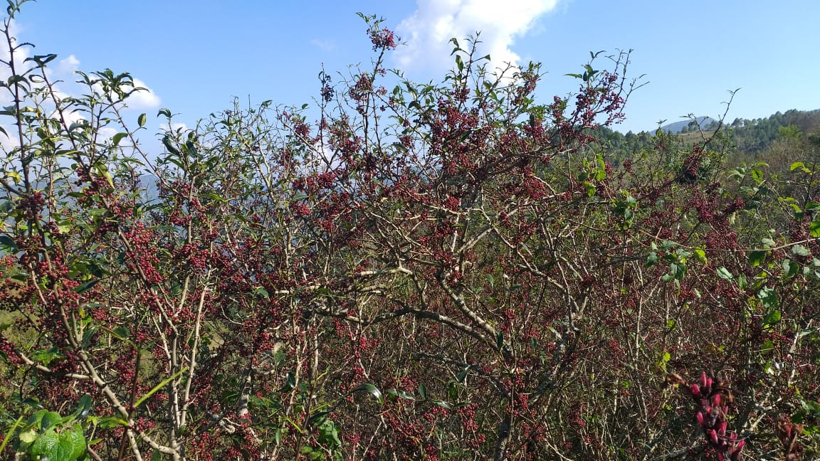 कर्णालीको समृद्धिको आधार: जङ्गल र जडीबुटी