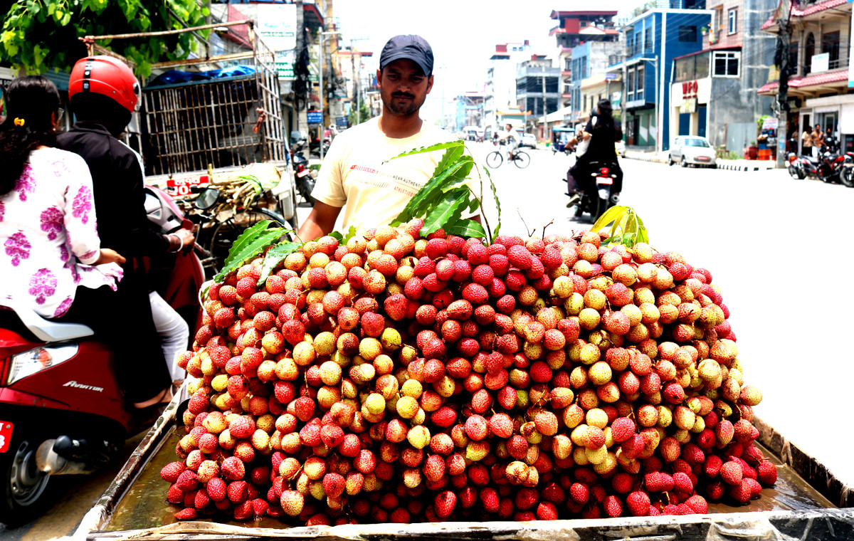 ठेलामा राखेर लिची बिक्री गर्न लैजाँदै व्यापारी