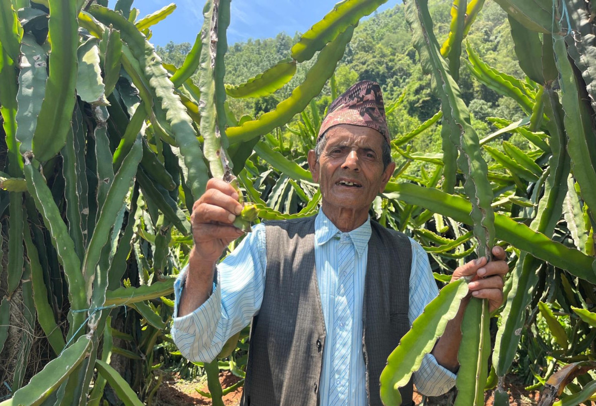 ७७ वर्षीय बालकृष्णको ड्रागन फ्रुट खेती, वार्षिक १० लाख आम्दानी