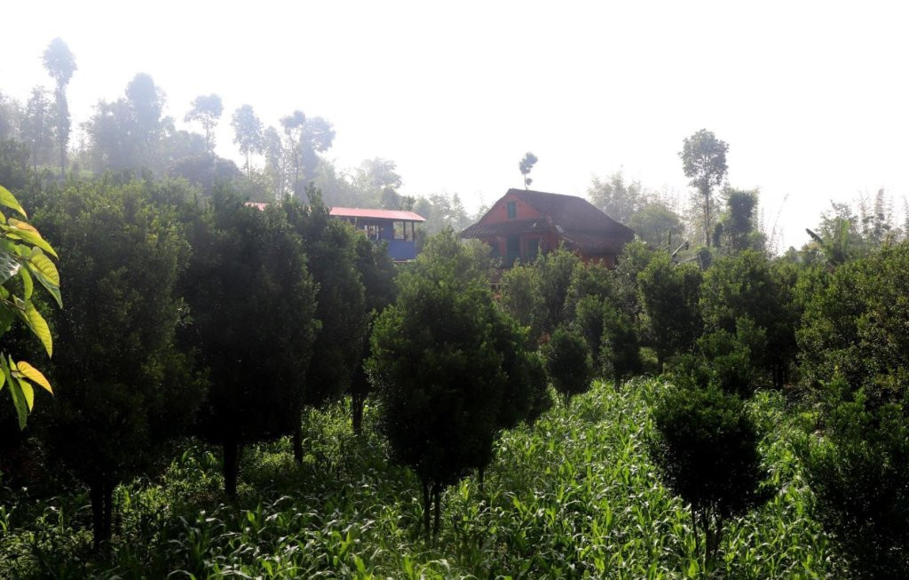 व्यावसायिक सुन्तला खेतीमा जुट्दै भोजपुरका किसान