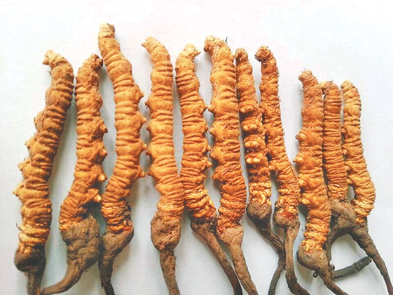 किन घट्दैछ नेपालबाट यार्सा गुम्बा निर्यात?