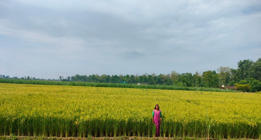धानखेतीको तालिका बदलिँदै: अब जेठमै पाक्छ धान
