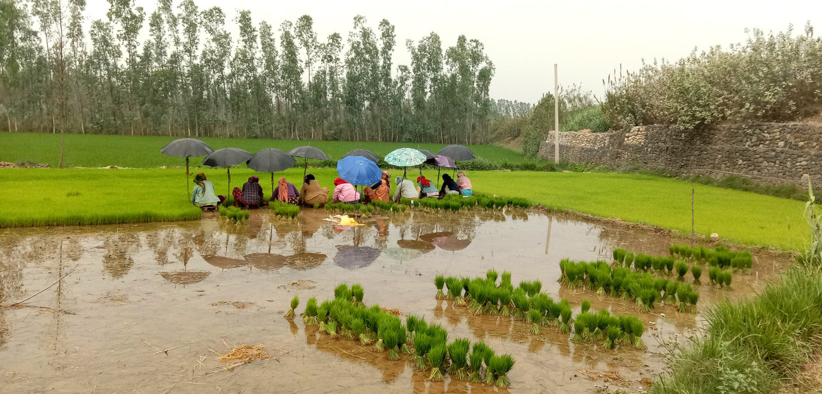 परेन पानी, भएन रोपाइँ
