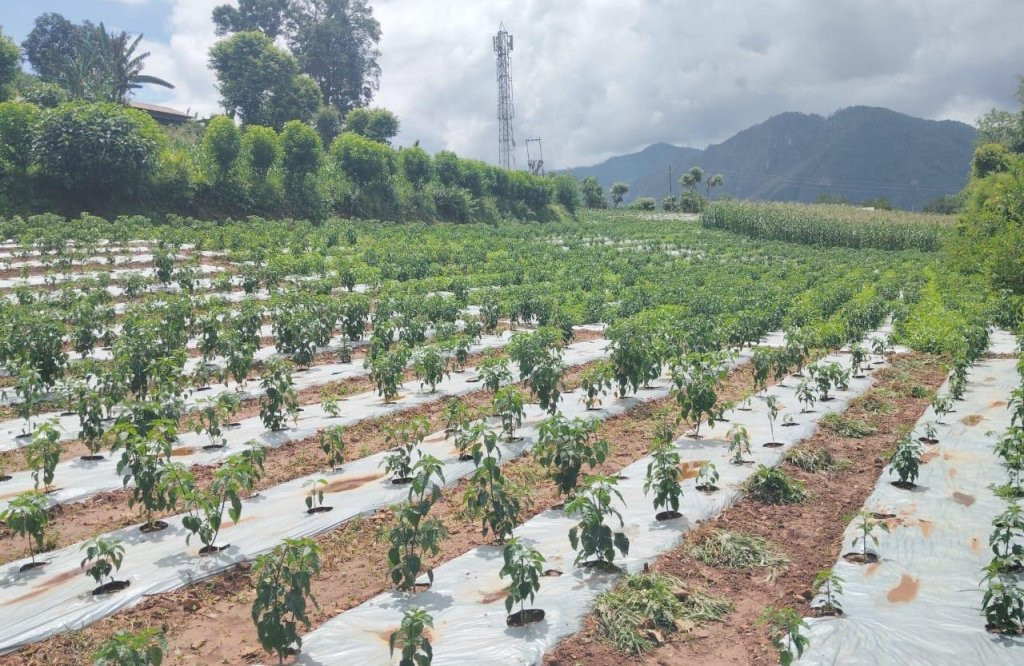 कालीगण्डकीमा व्यावसायिक अकबरे खेती