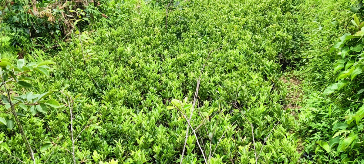 Photo (2).jpeg