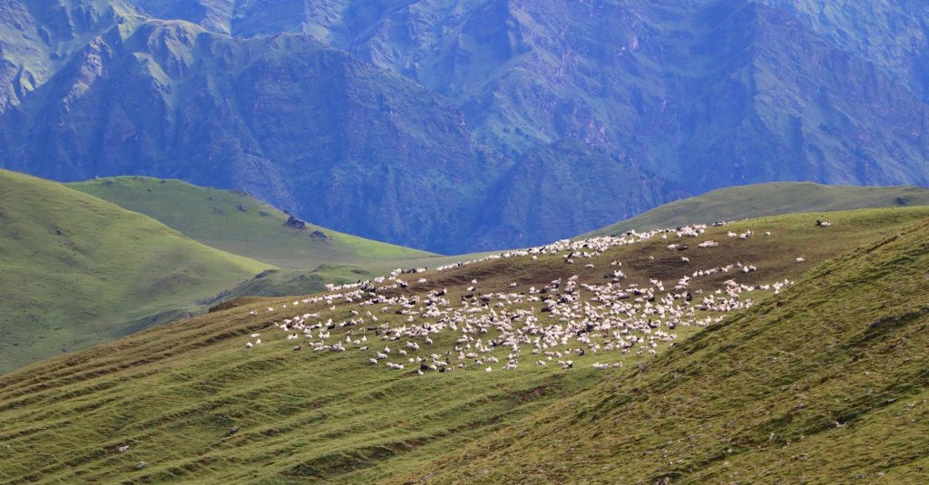 पर्यटकलाई आकर्षित गर्ने बुकीपाटनका भेडीगोठ