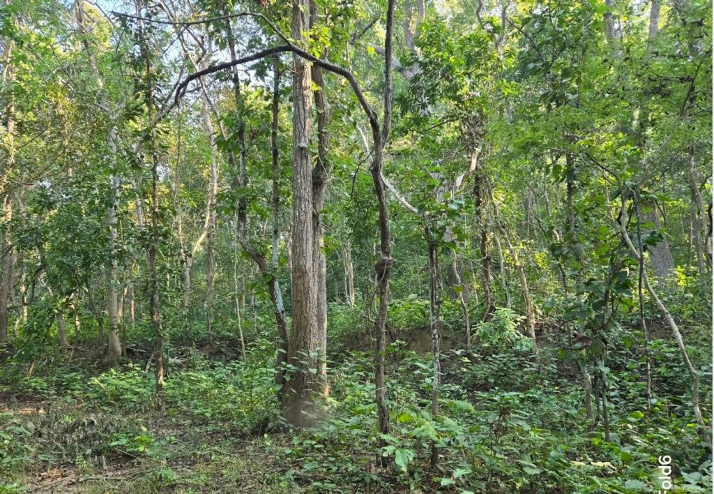 कर्णाली ‘करिडोर’ मा दिगो वन व्यवस्थापनसम्बन्धी सचेतना