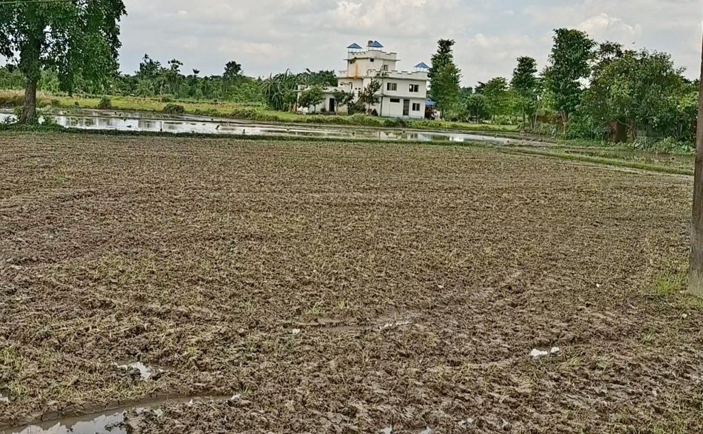 पर्याप्त वर्षा नहुँदा रोपाइँ प्रभावित