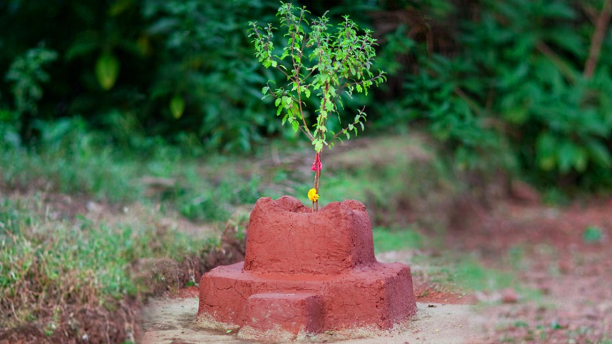 आषाढ शुक्ल एकादशीः तुलसीको बिरुवा सारिँदै