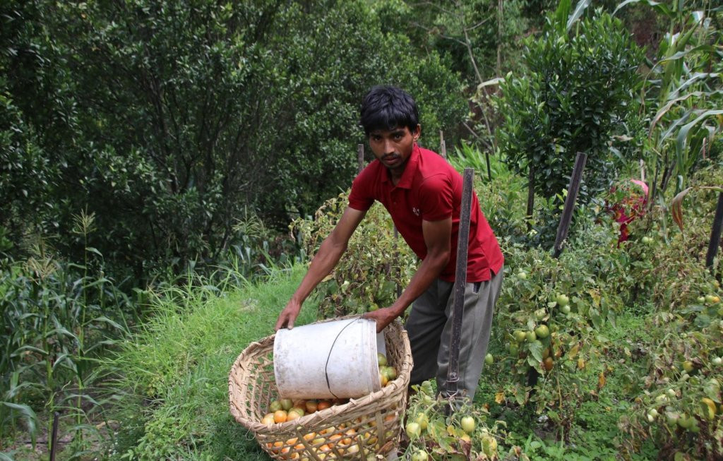कमलको कृषि कर्म : गोलभेंडा खेतीबाट चोखो दुुई लाख कमाइ