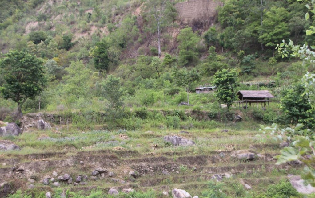 सिँचाइमा क्षति पुग्दा बाँझिए खेतबारी