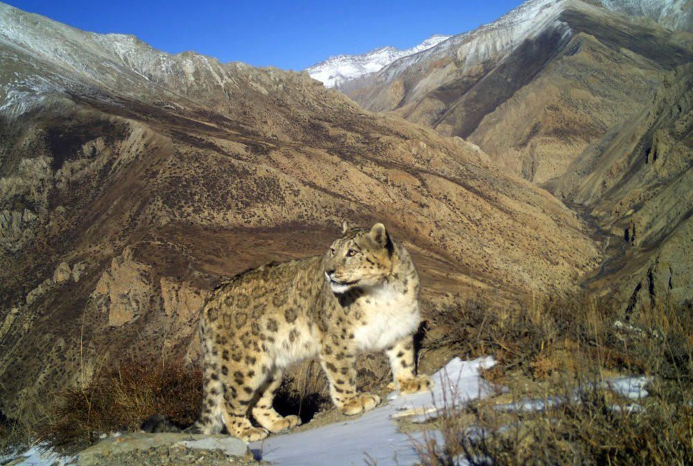Snow Leopard Victims Receive Relief Funds in Upper Mustang
