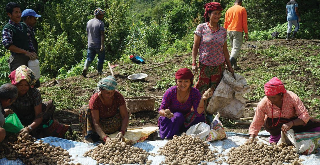 म्याग्दीमा ३५ हजार मेट्रिक टन आलु उत्पादन